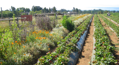 Jordbærplantage med blomsterstriber