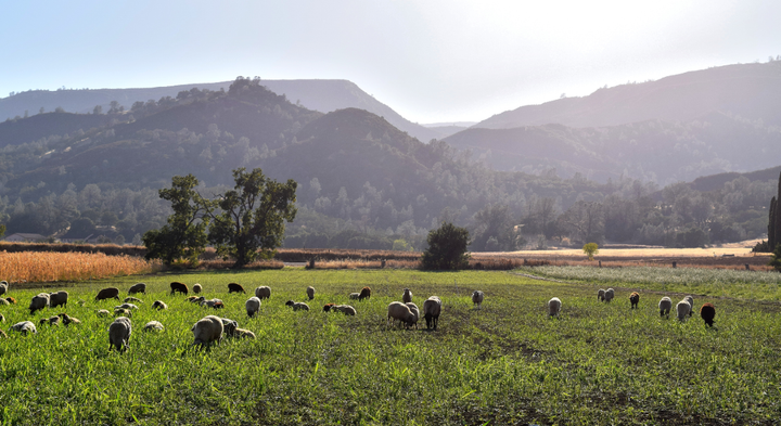 A flock of sheep on a pasture.