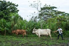Grazing rotation on a small farm in Columbia