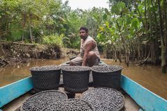 Acai berries harvested in Brazilian Amazon (photo: Getty Images)