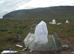 Forsøg i Kilpisjärvi i Finland (foto: Anne Tolvanen)