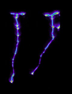 With an enzyme from fire flies the researchers made it possible to distinguish a normal plant from a plant with it's autophagy function disabled. The plant to the right with fewer light dots and thereby fewer potential places to grow new roots has it's autophagy function turned off.