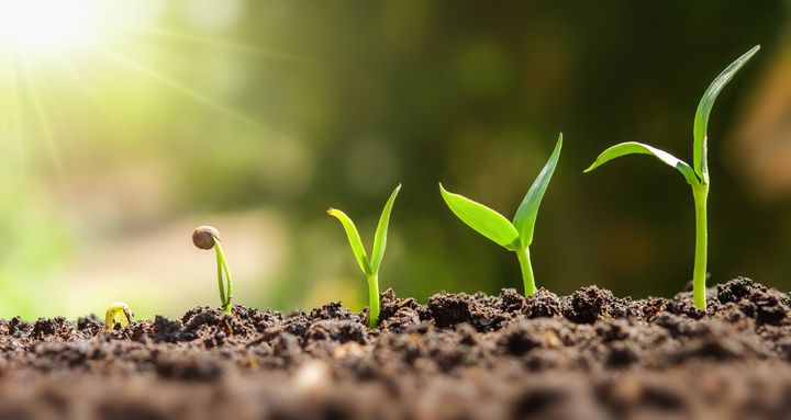 Autophagy means 'self-eating' and is a key mechanism when plants develop roots. Photo: Getty