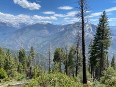 Individual and clustered dead trees where scattered among the living before the 2020 fires in California. Photo: Yan Cheng