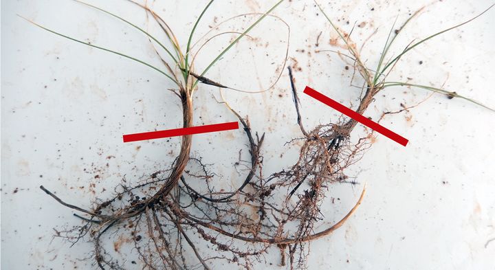 To%20planter%20med%20b%E5de%20over-%20og%20underjordiske%20dele%2C%20hvor%20de%20underjordiske%20dele%20er%20st%F8rre.