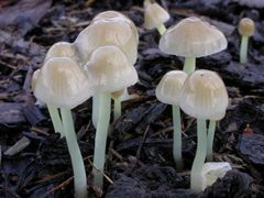 Mycena_epipterygia