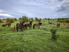 Den sjældne bi er fundet i forbindelse med forskningsprojektet Grazing4Diversity, som undersøger hvordan kvæg og heste, der græsser året rundt, påvirker biodiversiteten i den danske natur. Foto: Hjalte Calberg Ro-Poulsen.