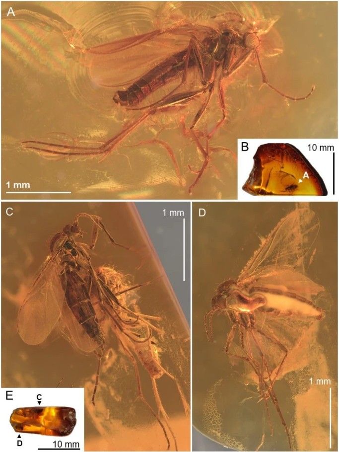 The Robsonomyia henningseni gnat species belongs to the Keroplatidae family. In most genera of this gnat family, larvae are carnivorous and use a sticky web covered with acidic liquid to catch and kill tiny invertebrates. Photo: Alicja Pełczyńnska & Lars Vilhelmsen