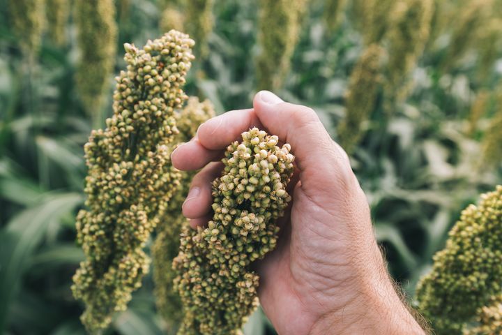 Sorghum er allerede en vigtig afgrøde i Afrika, men forskerne mener, den også har potentiale til at blive det i Europa.
