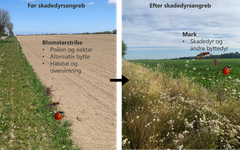 Dynamik mellem skadedyr og naturlige fjender i blomsterstriben og i marken. Tidligt på sæsonen kan de naturlige fjender leve af ressourcer tilgængelige i blomsterstriben, og senere kan de flytte ud i marken, når skadedyr og andre byttedyr er til stede (illustration: Nika Jachowicz)