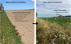 Dynamics between pests and natural enemies in the flower strip and the field. Early in the season, natural enemies can feed on resources available in the flower strip, and later they can move into the field when pests and other prey are present (illustration: Nika Jachowicz)
