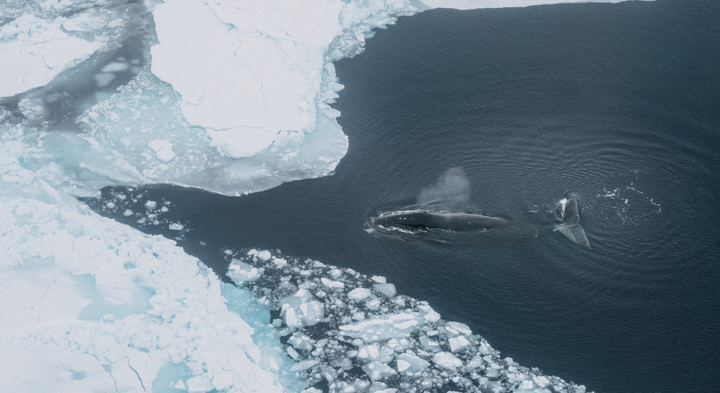 ”Havisens udbredelse i Arktis er indskrænket markant i de senere år, og det vil accelerere i de kommende årtier og føre til yderligere tab af grønlandshvalens sommerhabitat,” siger forsker bag studie.