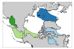 Kortet viser den nuværende udbredelse for grønlandshvalen (i farver). Arten forvaltes som fire bestande: Østgrønland-Svalbard-Barentshavet (mørkeblå); Canada-Vestgrønland (lyseblå); Beringshavet-Tjuktjerhavet-Beauforthavet (lysegrøn); Det Okhotske Hav (mørkegrøn).