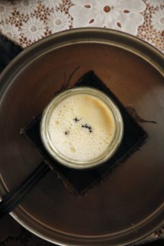Som en del af den traditionelle bulgarske yoghurt-opskrift puttede forskerne fire levende skovmyrer i et glas med varm mælk. Credit: David Zilber.