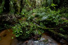 Eastern Arc Mountains (EAM) i Tanzania. Et truet biodiversitetshotspot, der er berømt for de mange arter, der ikke findes andre steder på Jorden.