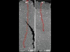 The compacted soil (right) triggers shorter root length than non-compacted soil (left) condition (image: figure from the scientific article).