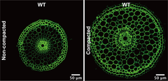 Cross-section of plant root in normal vs dense media (figure from the scientific article)