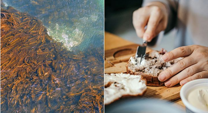 Forskere undersøgt hvordan fermentering af vingetang (Alaria esculenta) kan påvirke smag, konsistens og forbrugeraccept i to typer smørbare produkter: flødeost og baobab-spread. Fotos: Ryan Hodnett, Wikimedia (tv.), og Insung Yoon, Unsplash (th.).