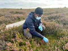 Kasun Bodawatta sampling moss in Lille Vildmose, Denmark (photo: Timothy Cutajar)