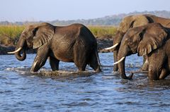 Photo credit: Laura Bertola