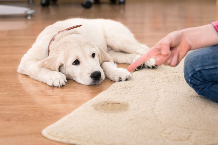 ”At træne sin hund er ikke en neutral aktivitet. Det er en aktivitet, hvor ejerens syn på dyret slår igennem," lyder det fra forsker bag nyt studie.