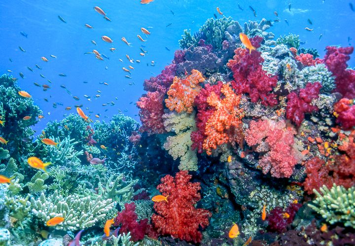 Corals were previously thought to take up oxygen passively from seawater because they lack a specialised respiratory system. The new research shows that corals can actively influence oxygen conditions near their surface by using cilia to generate micro scale water flows.