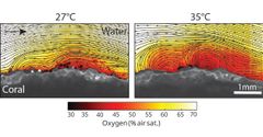 Oxygen levels immediately above a coral’s surface (indicated by a colour scale) decrease when a rapid rise in seawater temperature increases ciliary motion and the resulting vortices (indicated by black lines), while the coral’s oxygen demand simultaneously increases.