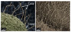 Electron microscopy images of cilia on the surface of corals. Note that the cilia are approximately 10–15 micrometres long and around 500 times thinner than a human hair.