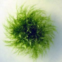 Picture of the moss used in the study.