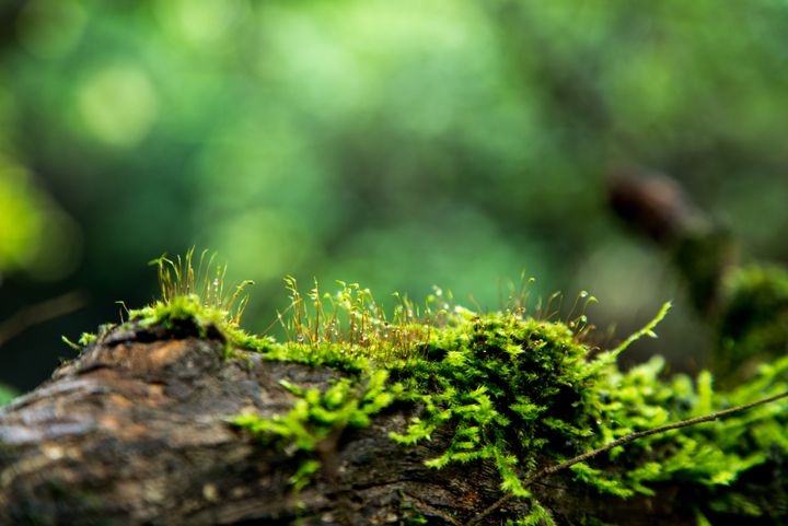 Moss represents some of the earliest land plants that began to grow on Earth.