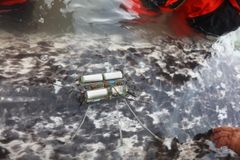 En CTD-sensor, der er sat på en narhval.