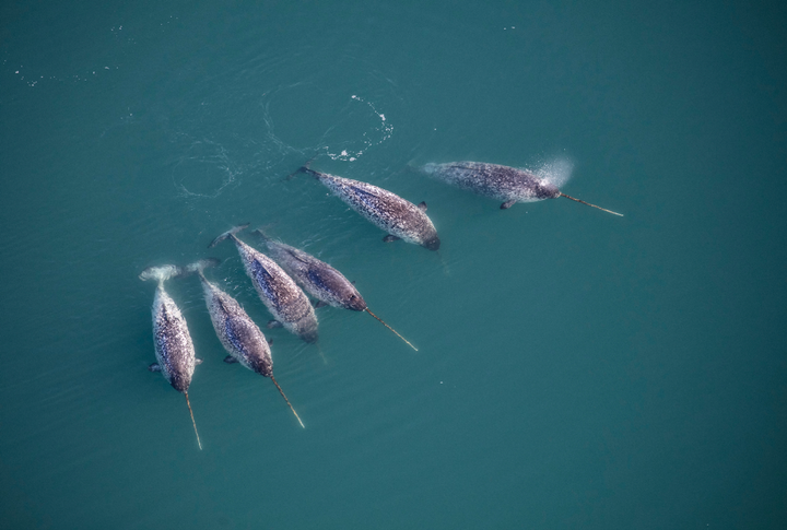 Six narwhals like these were equipped with CTD sensors that measured ocean temperature, salinity and depth.