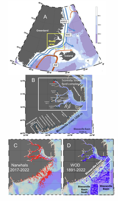 The upper images show the study area. Each red dot in the lower-left image represents a location where measurements were collected by narwhals between 2017 and 2022. In the image on the right, each blue dot represents a ship-based measurement collected between 1891 and 2022.