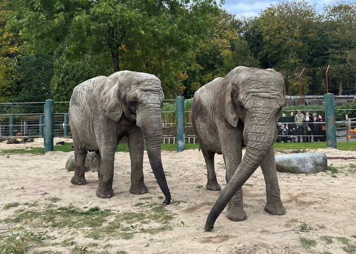 Elefanterne Tanja og Mai i Aalborg Zoo