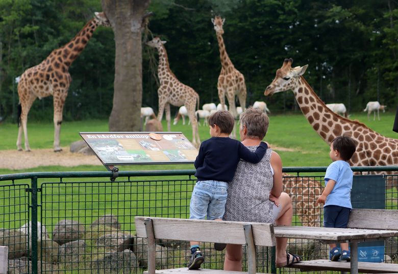 Gæster nyder giraffer og antiloper på savannen