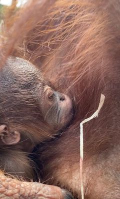 Orangutangungen ligger hos sin mor