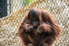 Orangutangen Ruti med sin nyfødte lille unge