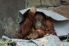 Orangutangen og den lille ny