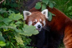 Rød panda i træerne, hvor den opholder sig det meste af tiden