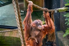 Orangutangen Ruti med sin unge født sidst i maj 2025