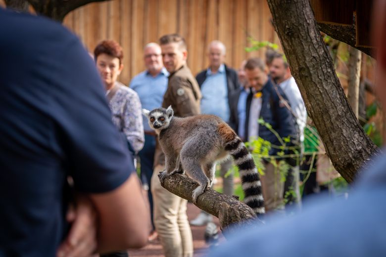 Man kommer helt tæt på mange af dyrene i Aalborg Zoo, her hos lemurerne