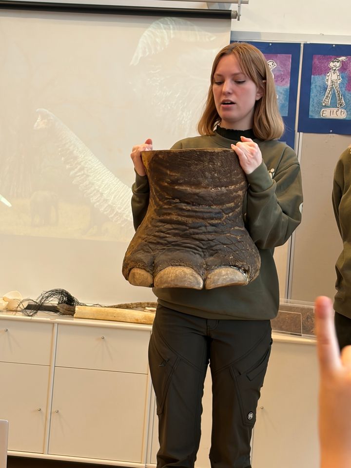 Det er imponerende at se en rigtig elefantfod, når der snakkes om afrikas dyr