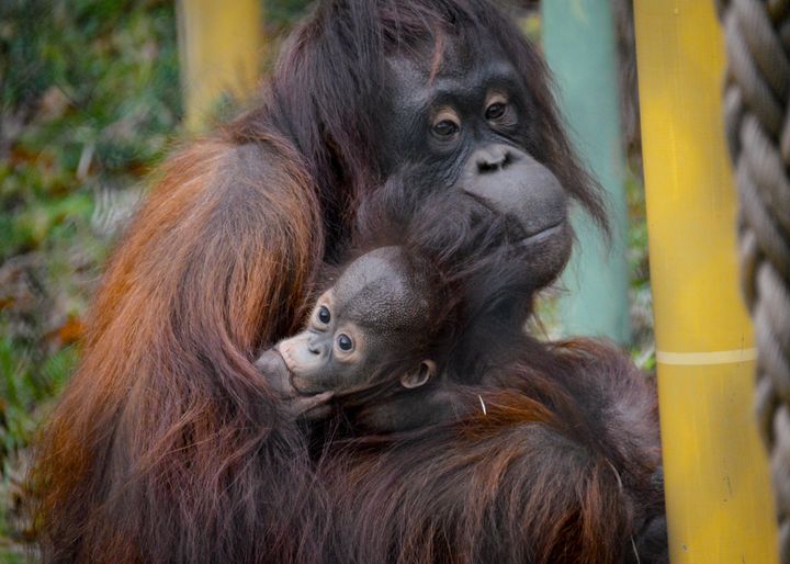 Borneo orangutangen Ruti med sin unge Nusa, som blev født i maj 2025. Aalborg Zoo samarbejder med BOS-foundation, som arbejder på Borneo med at beskytte de truede orangutanger.
