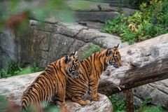De truede Sumatra tigre kan ses i Aalborg Zoo