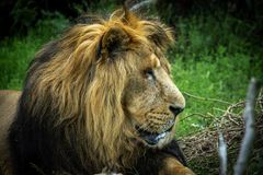 Aakash var en asiatisk hanløve, som levede i Aalborg Zoo fra 2024 til 2025.