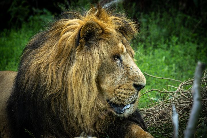 Aakash var en asiatisk hanløve, som levede i Aalborg Zoo fra 2024 til 2025.