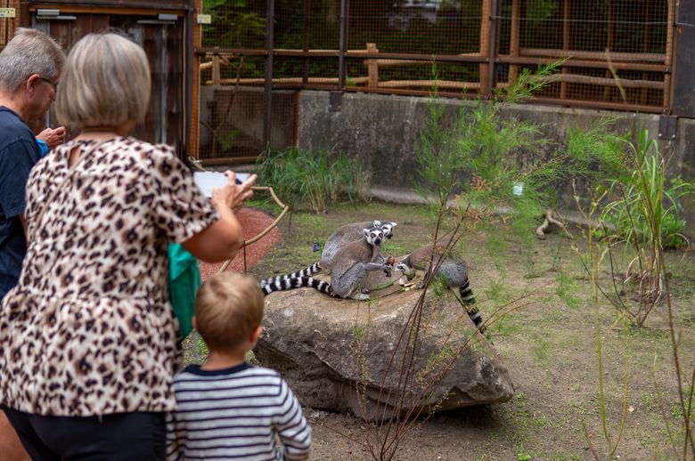 Gæsterne i Aalborg Zoo kan komme helt tæt på lemurerne