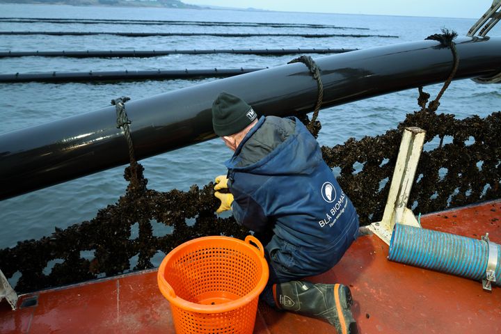 En%20person%20arbejder%20med%20bl%E5muslinger%2C%20der%20dyrkes%20p%E5%20h%E6ngende%20net%20i%20vands%F8jlen.