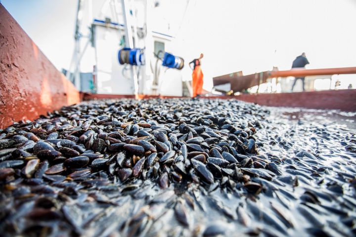 Blåmuslinger på en båd fra Blå Biomasse, som nu er økologisk certificerede.