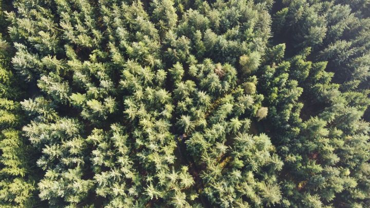 Luftfoto af tæt skov med grønne grantræer.